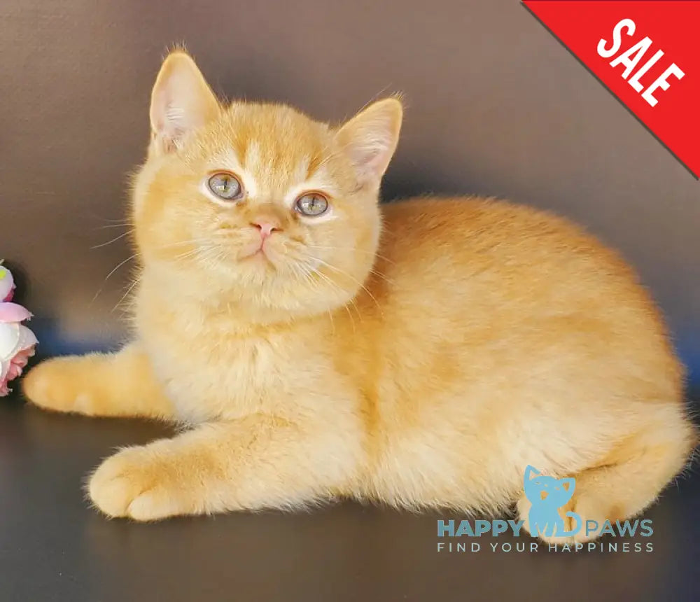 Helios British Shorthair male red live animals