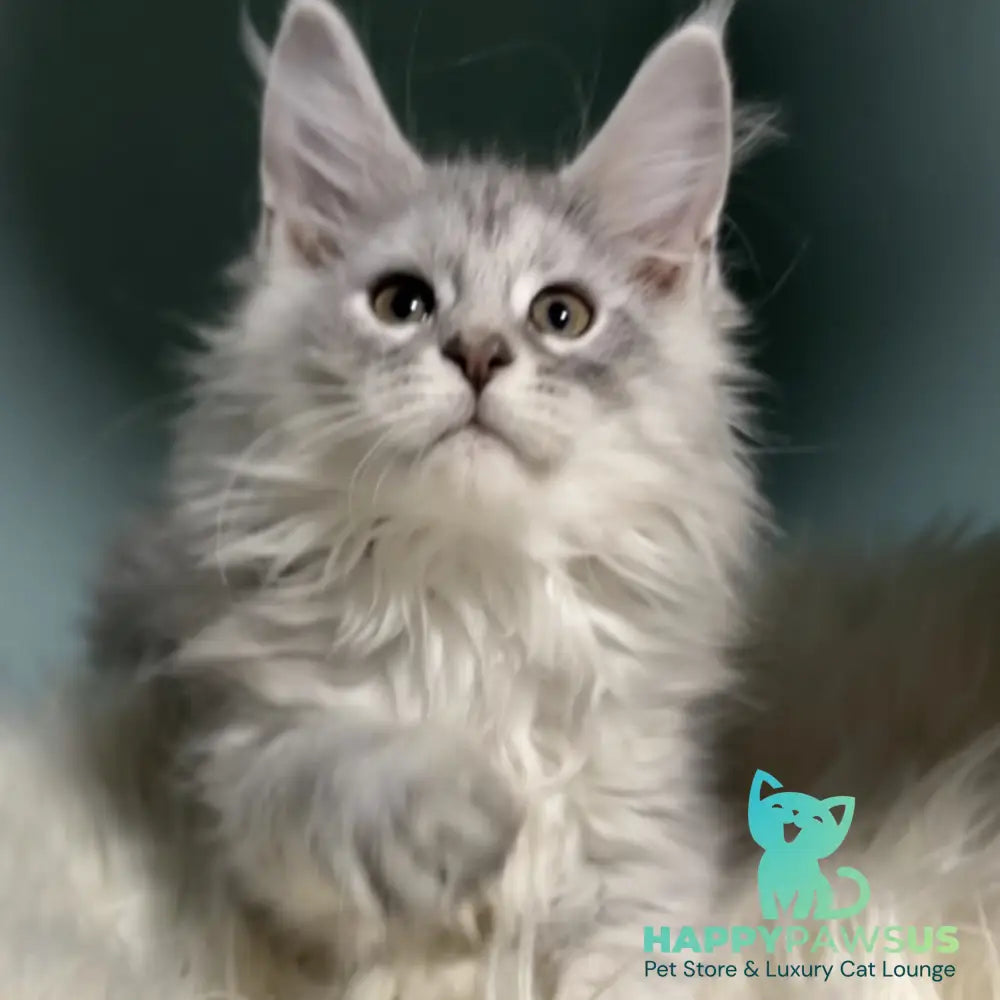 Hello Kitty Maine Coon female blue silver spotted tabby - live animals