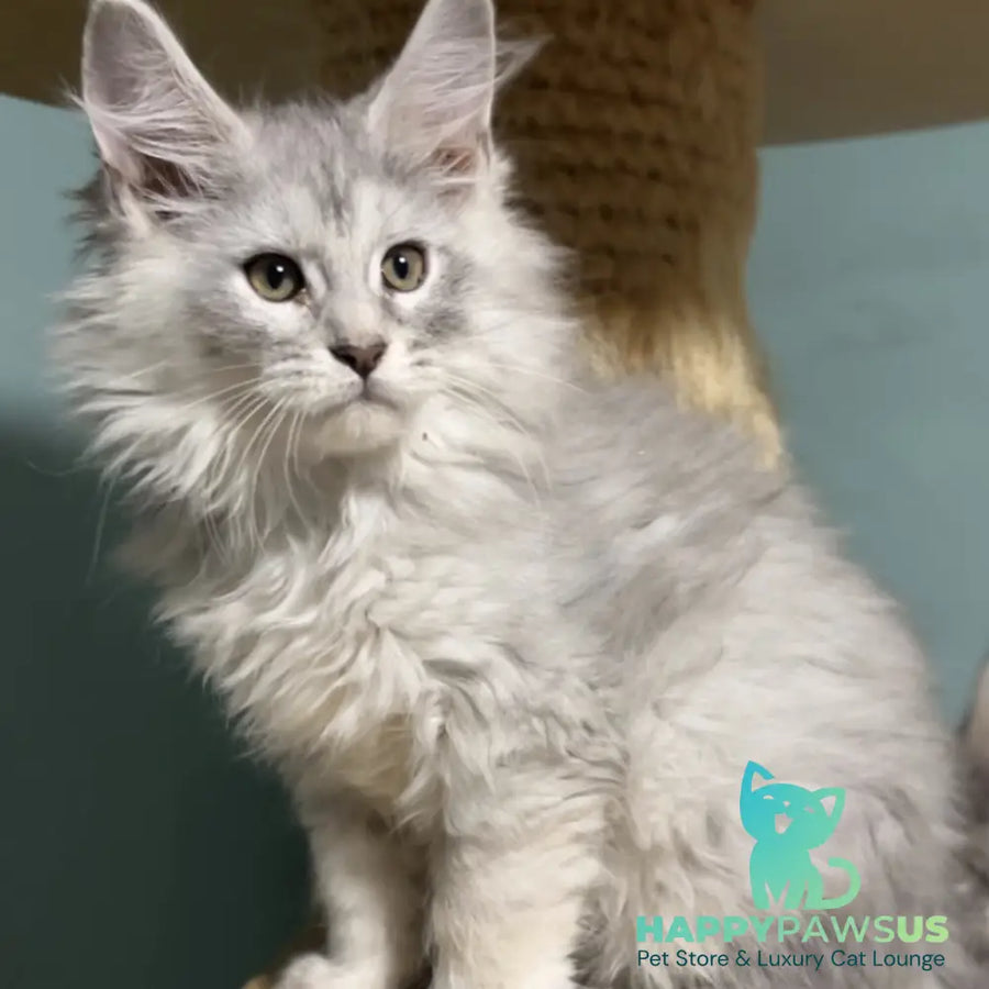 Hello Kitty Maine Coon female blue silver spotted tabby - live animals