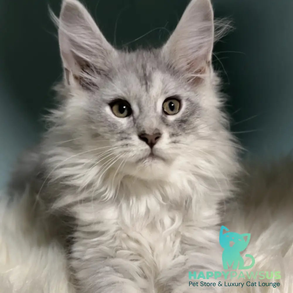 Hello Kitty Maine Coon female blue silver spotted tabby - live animals