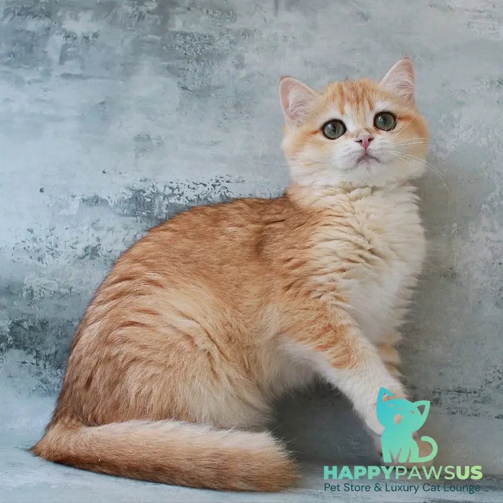 Helly British Shorthair female black golden chinchilla - live animals