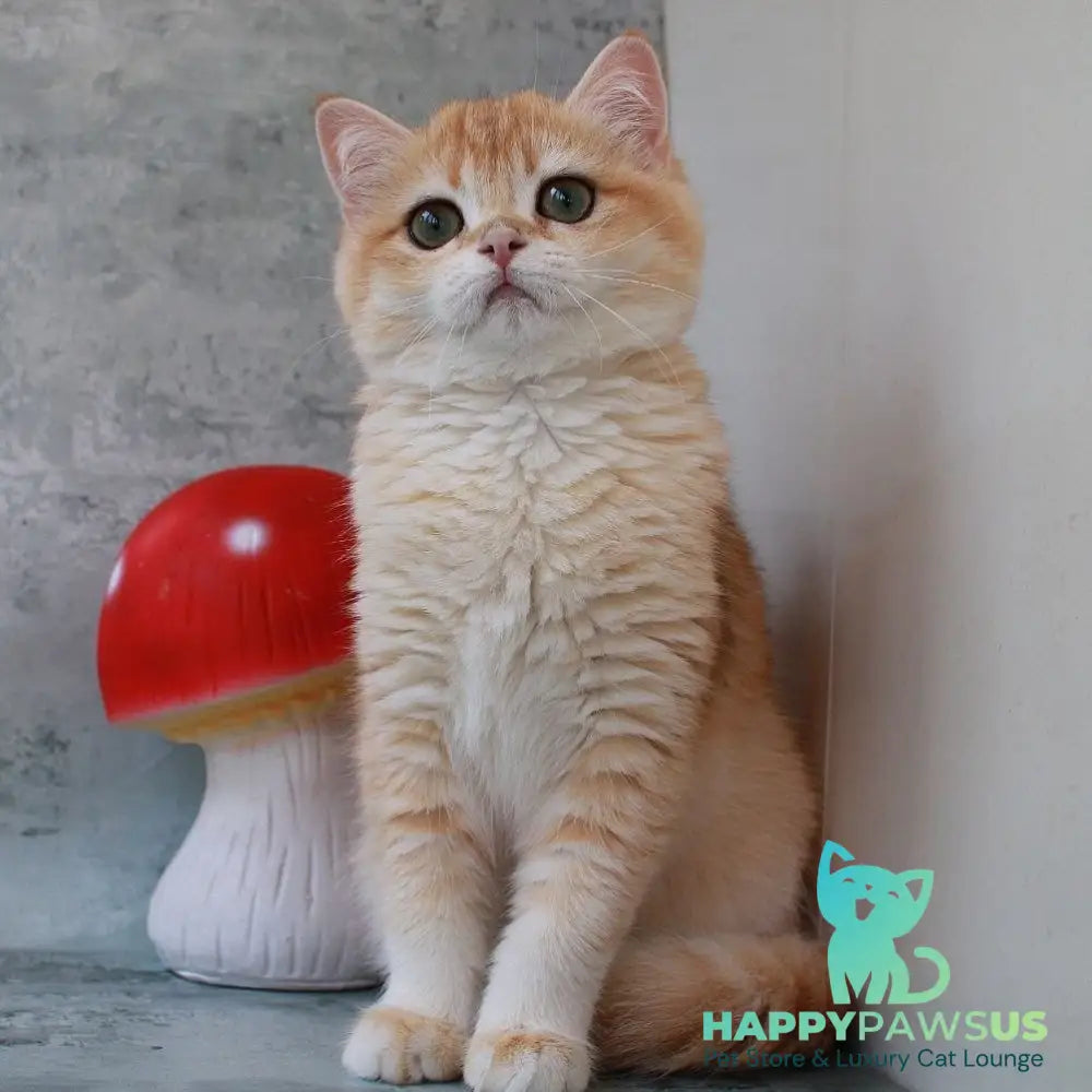 Helly British Shorthair female black golden chinchilla - live animals