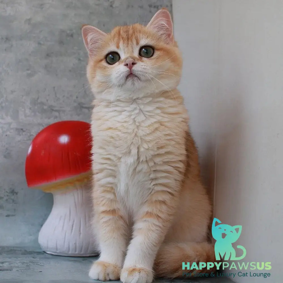 Helly British Shorthair female black golden chinchilla - live animals