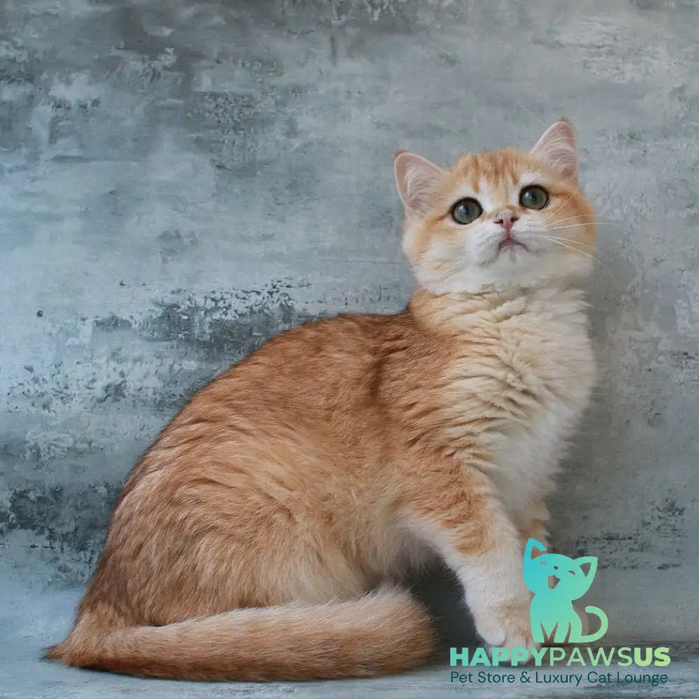Helly British Shorthair female black golden chinchilla - live animals