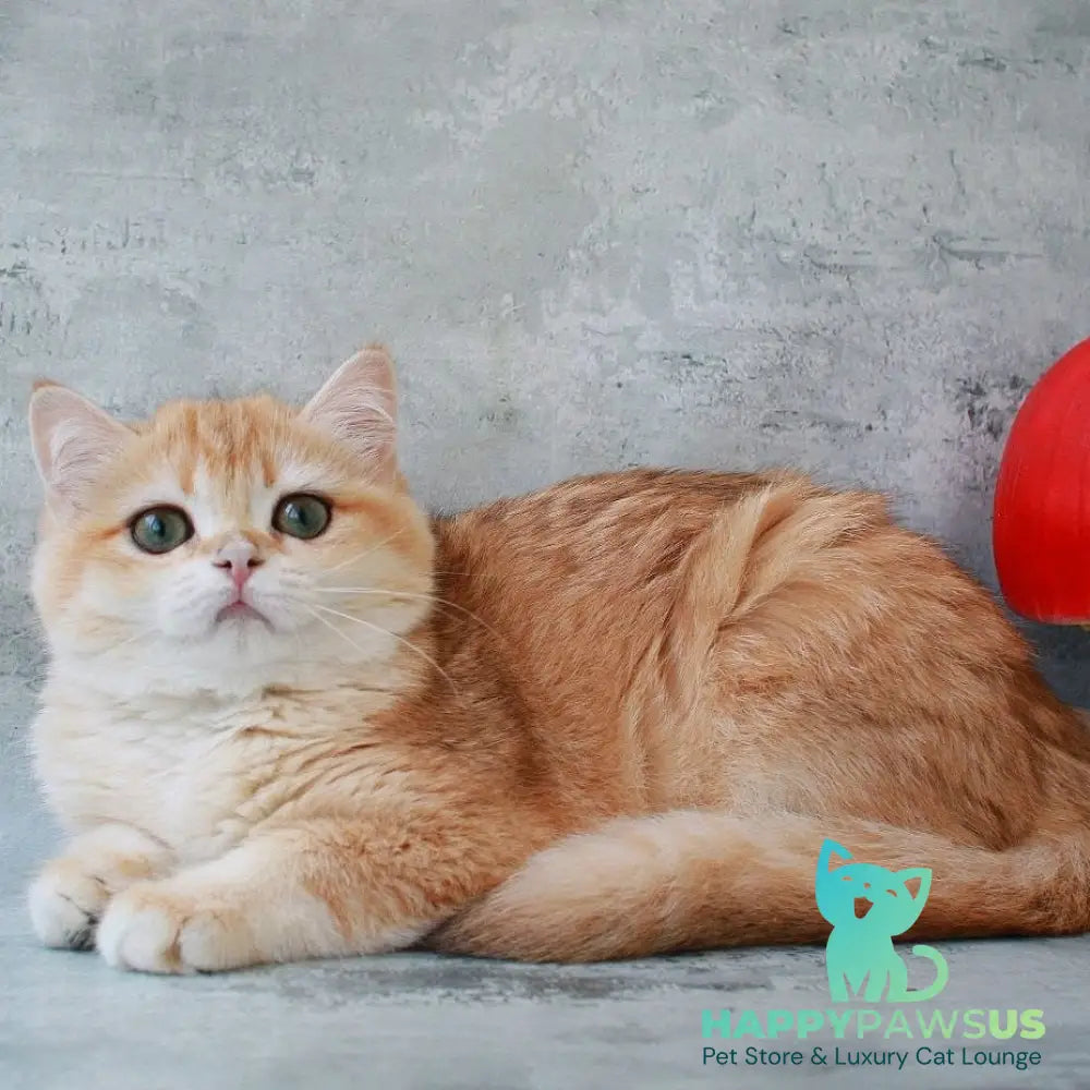 Helly British Shorthair female black golden chinchilla - live animals