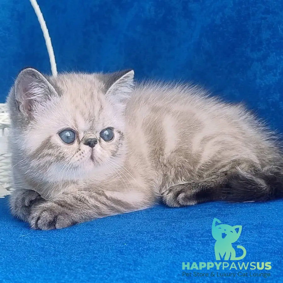 Henk Exotic male black pointed - live animals