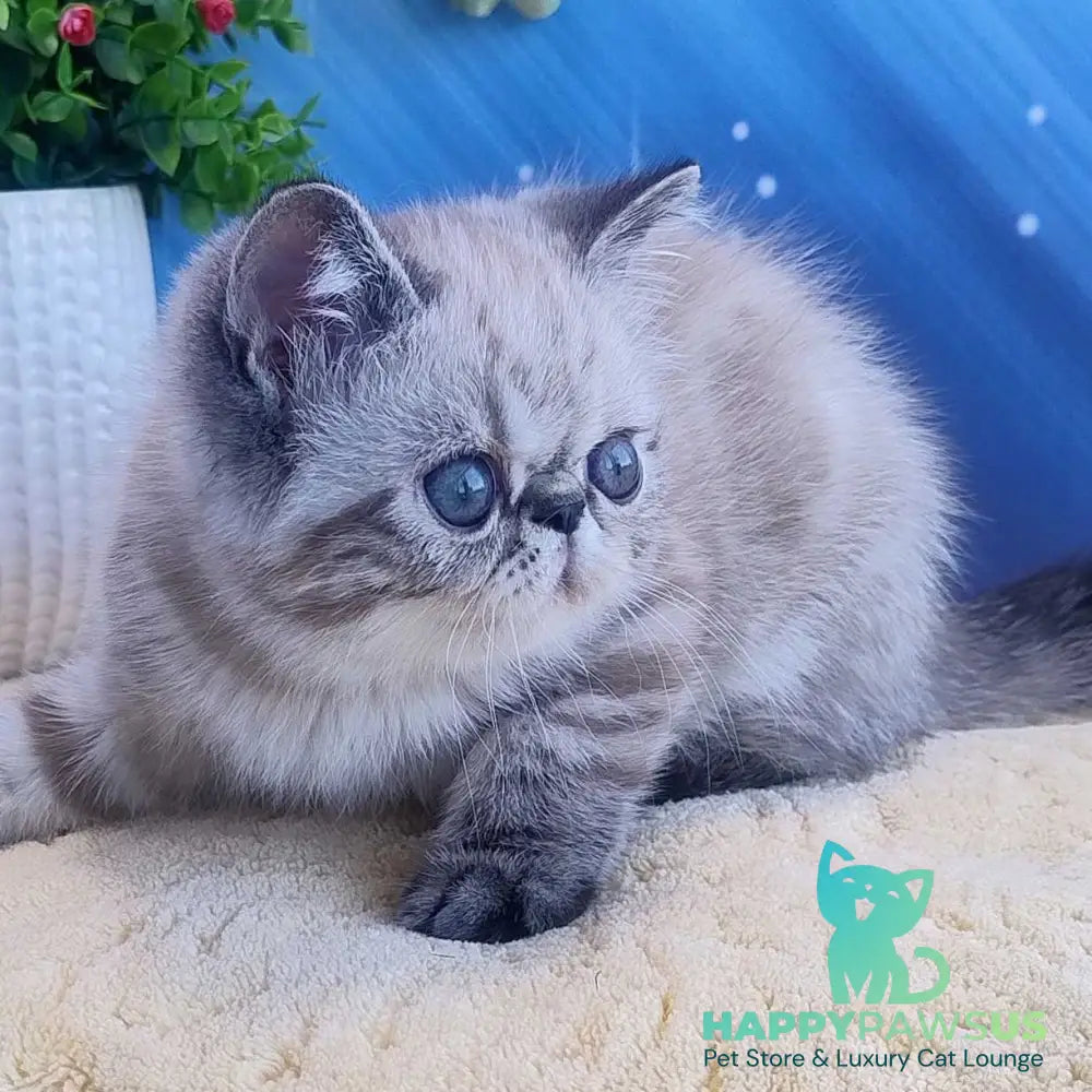 Henk Exotic male black tabby pointed - live animals