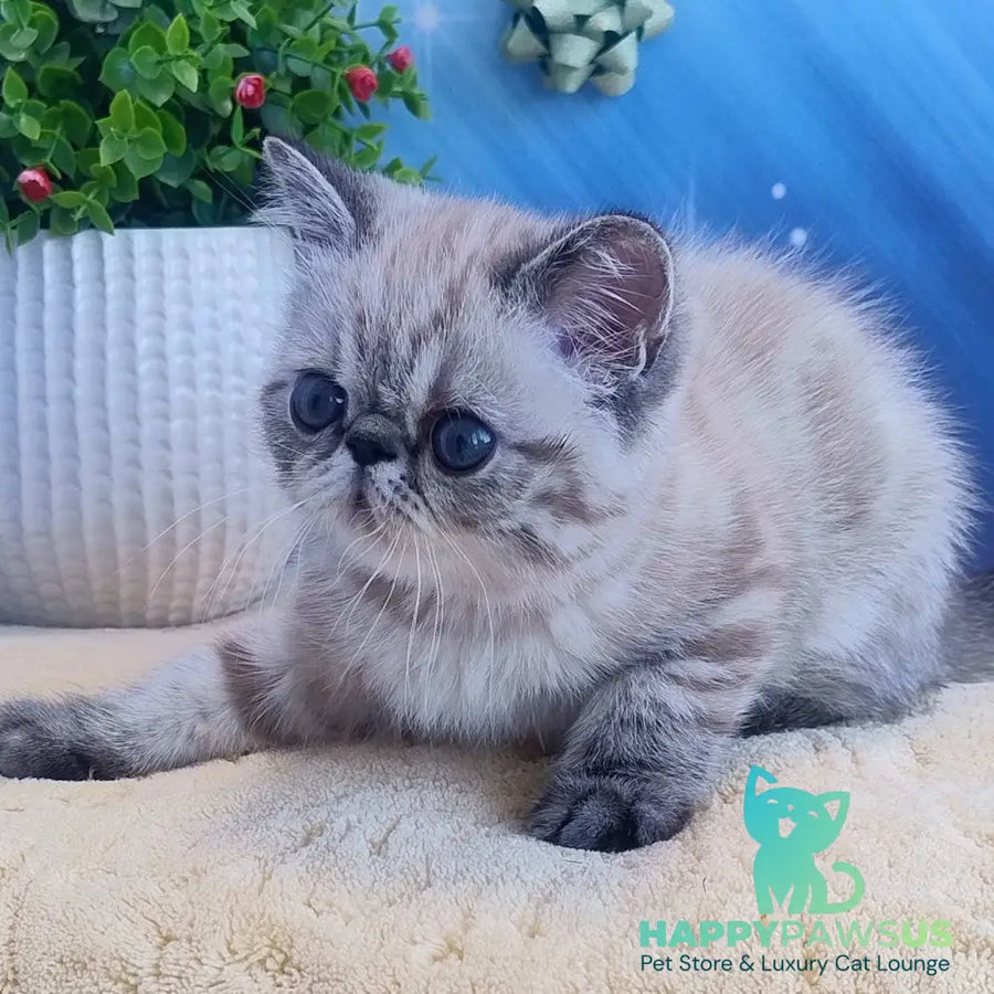 Henk Exotic male black tabby pointed - live animals