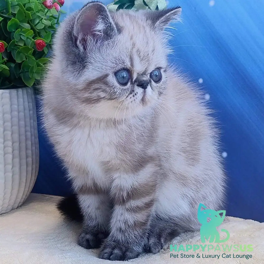 Henk Exotic male black tabby pointed - live animals