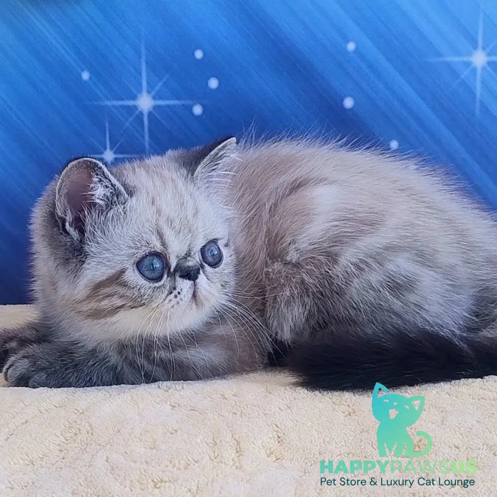 Henk Exotic male black tabby pointed - live animals