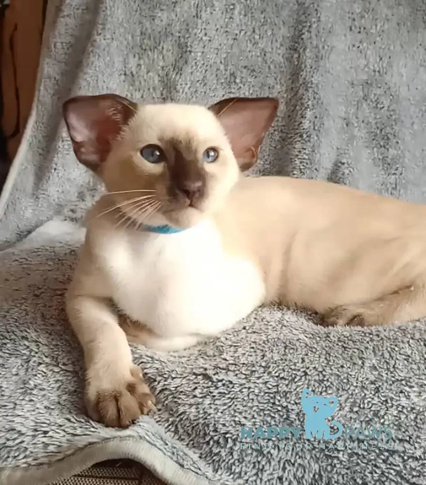 Henkok Siamese male black pointed live animals
