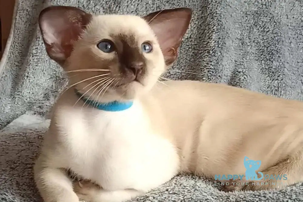 Henkok Siamese male black pointed live animals