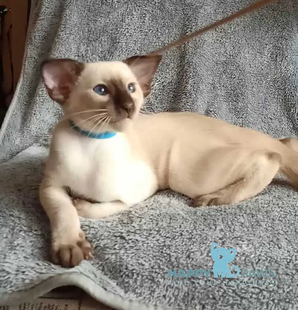 Henkok Siamese male black pointed live animals