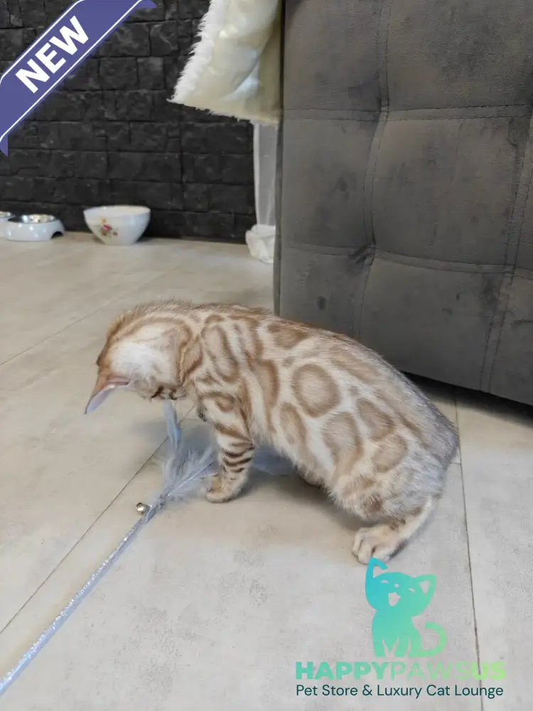 Henly Bengal male black spotted tabby pointed - live animals