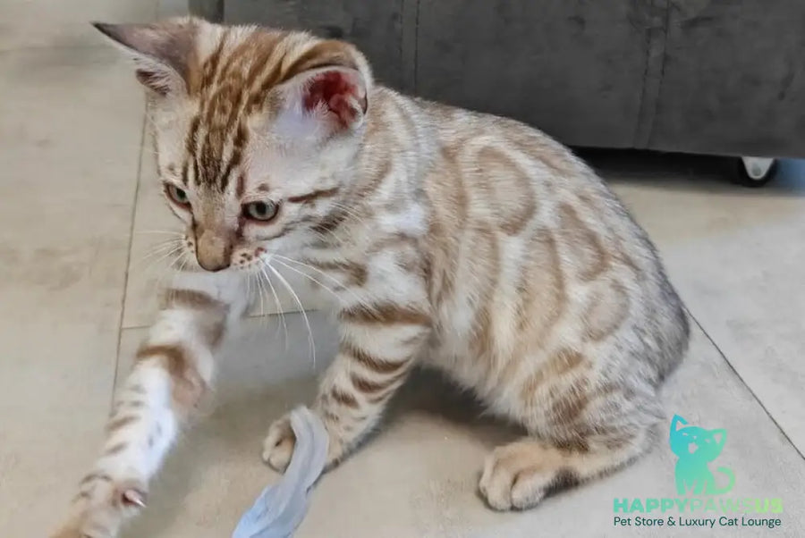 Henly Bengal male black spotted tabby pointed - live animals