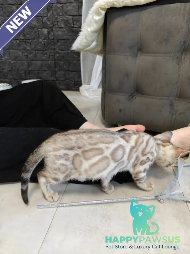Henly Bengal male black spotted tabby pointed - live animals