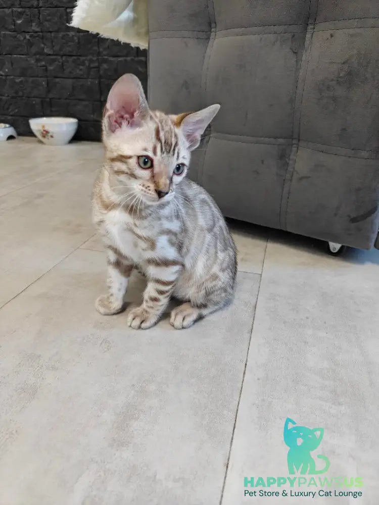 Henly Bengal male black spotted tabby pointed - live animals