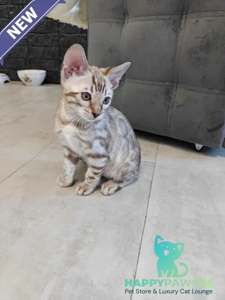 Henly Bengal male black spotted tabby pointed - live animals