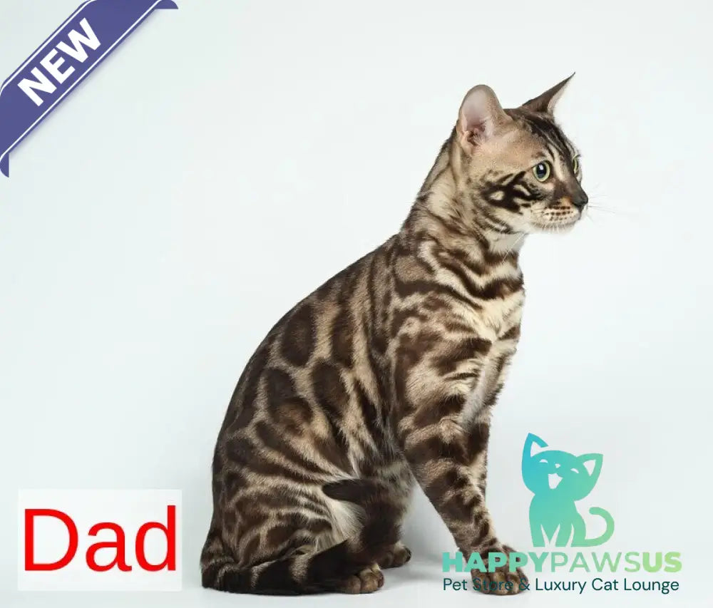 Henly Bengal male black spotted tabby pointed - live animals