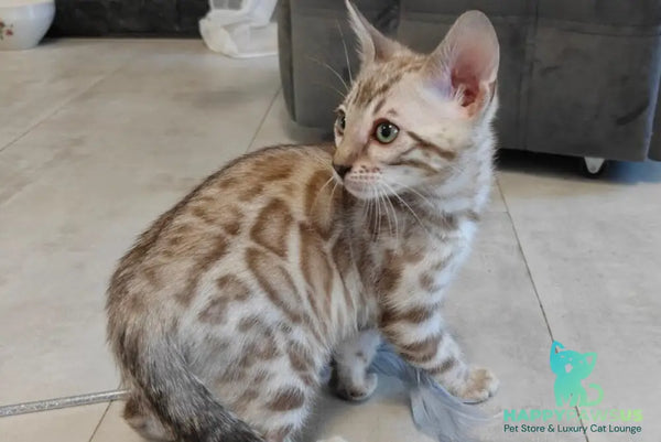Henly Bengal male black spotted tabby pointed - live animals