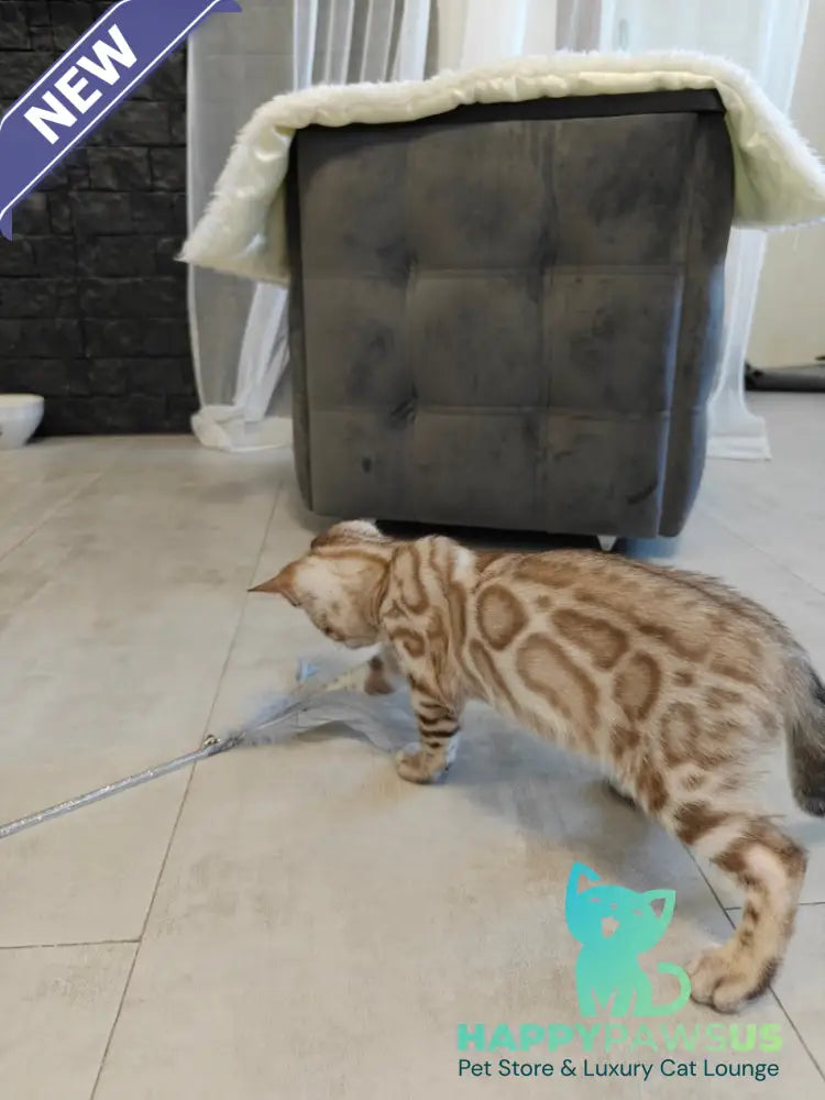 Henly Bengal male black spotted tabby pointed - live animals