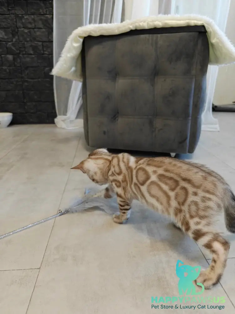 Henly Bengal male black spotted tabby pointed - live animals