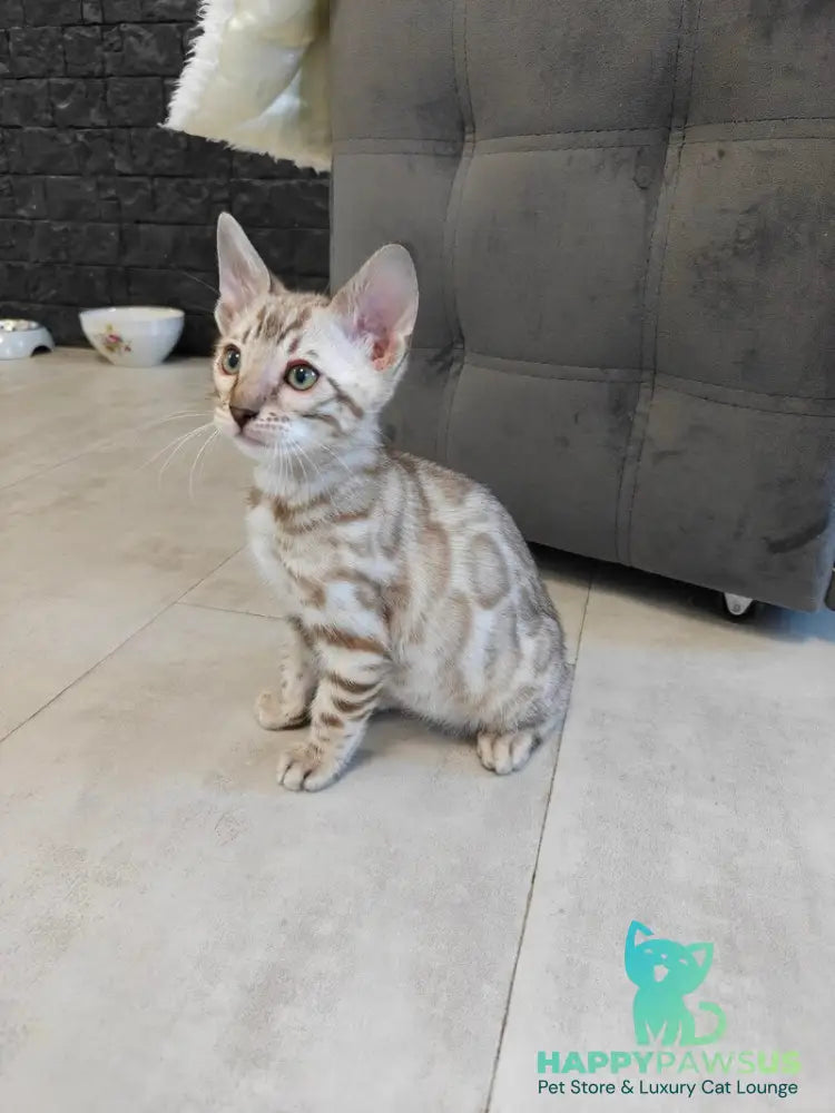 Henly Bengal male black spotted tabby pointed - live animals