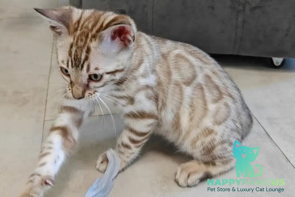 Henly Bengal male black spotted tabby pointed - live animals