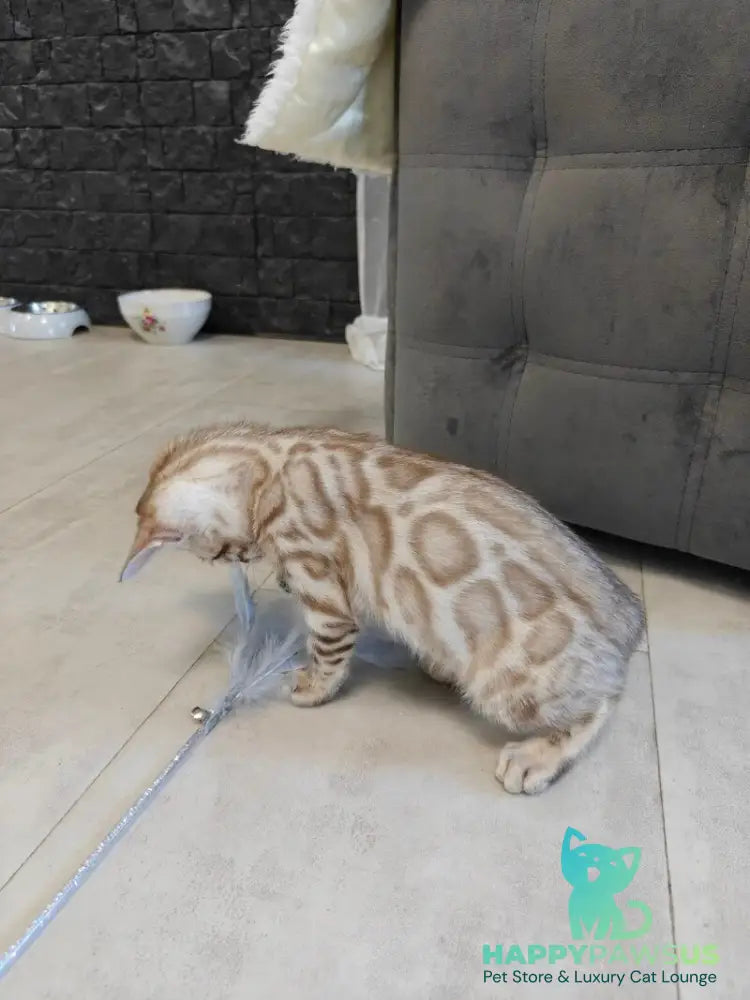 Henly Bengal male black spotted tabby pointed - live animals