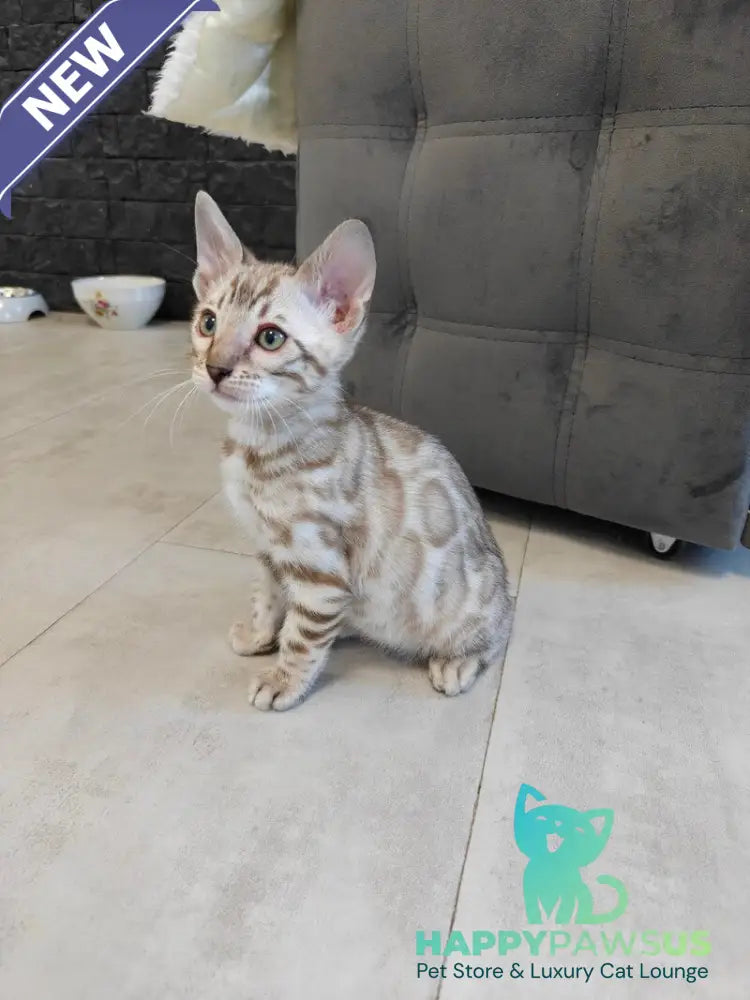 Henly Bengal male black spotted tabby pointed - live animals