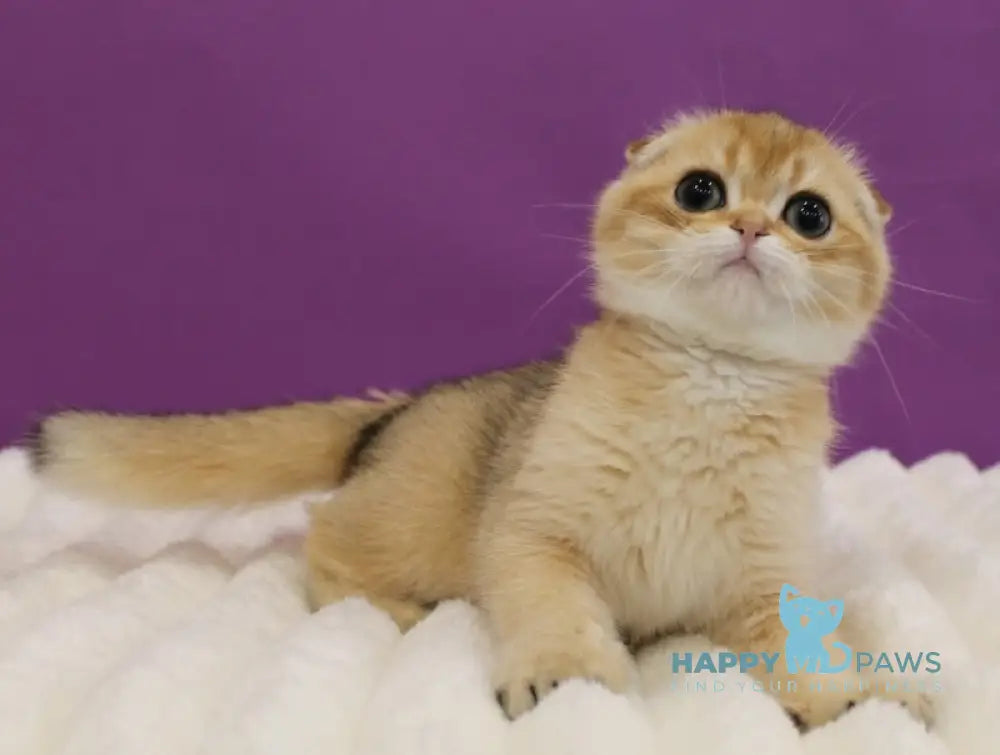 Hennessy Scottish Fold male black golden ticked tabby live animals