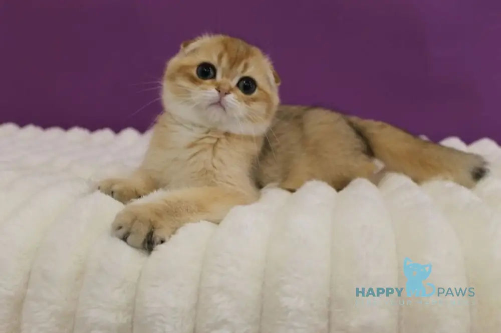 Hennessy Scottish Fold male black golden ticked tabby live animals