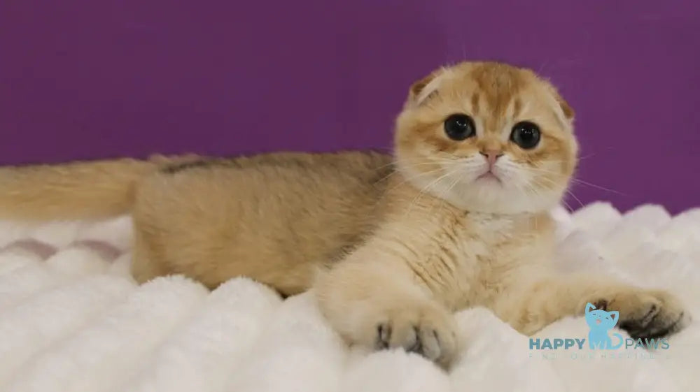 Hennessy Scottish Fold male black golden ticked tabby live animals