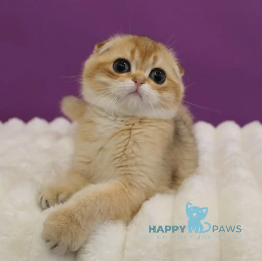 Hennessy Scottish Fold male black golden ticked tabby live animals