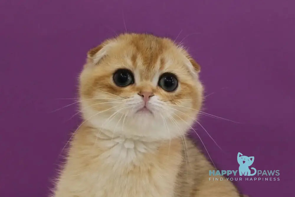 Hennessy Scottish Fold male black golden ticked tabby live animals