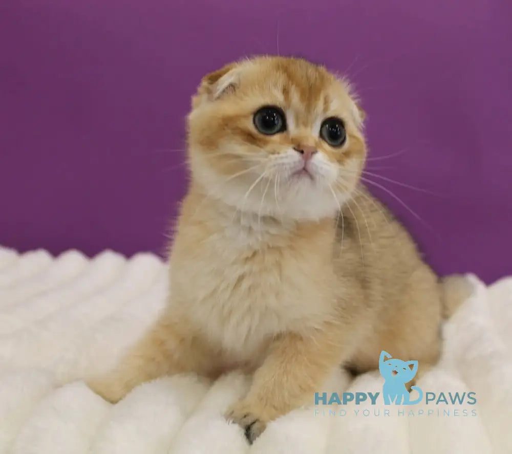 Hennessy Scottish Fold male black golden ticked tabby live animals