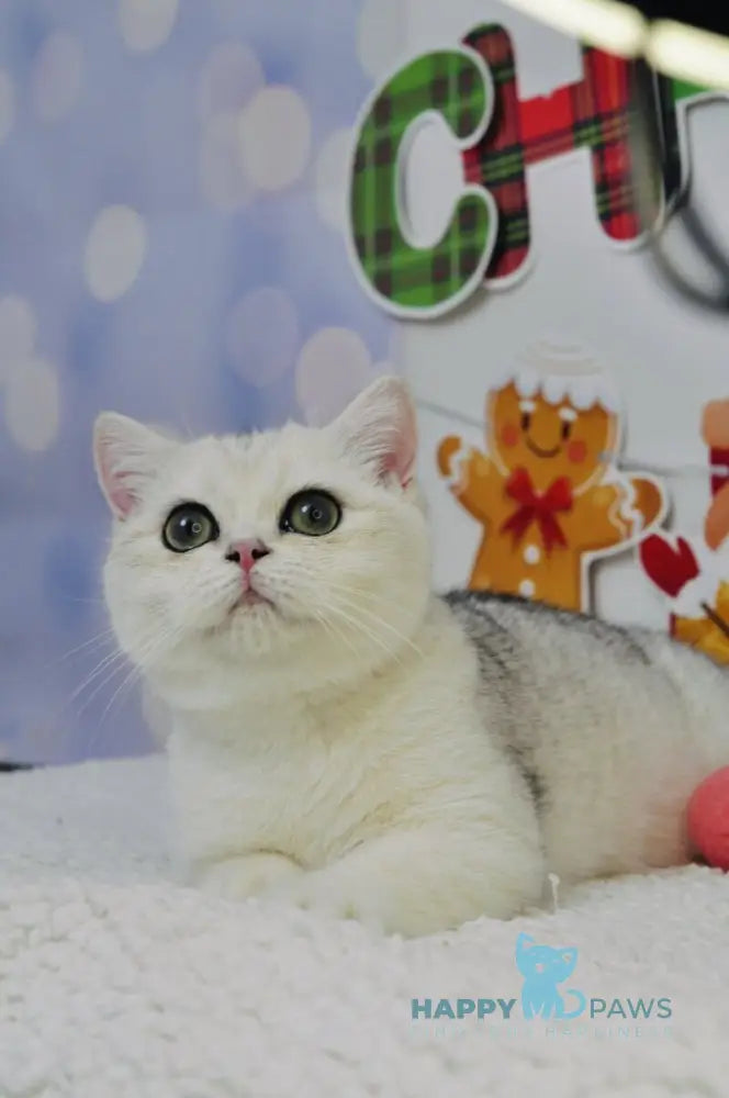 Hennessy Scottish Fold male black silver shaded live animals