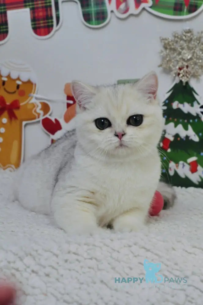 Hennessy Scottish Fold male black silver shaded live animals
