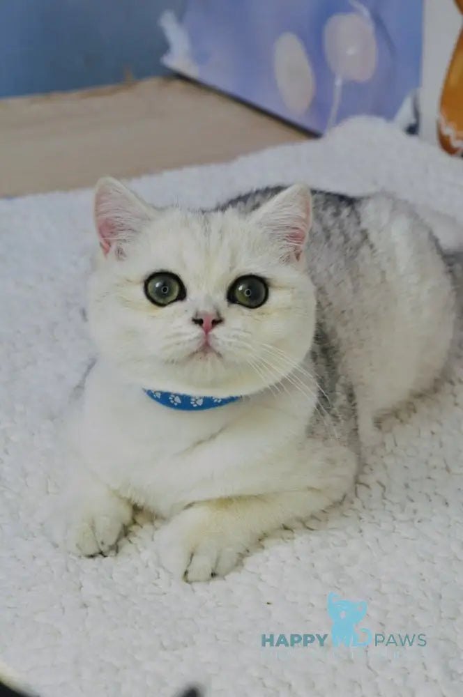 Hennessy Scottish Fold male black silver shaded live animals