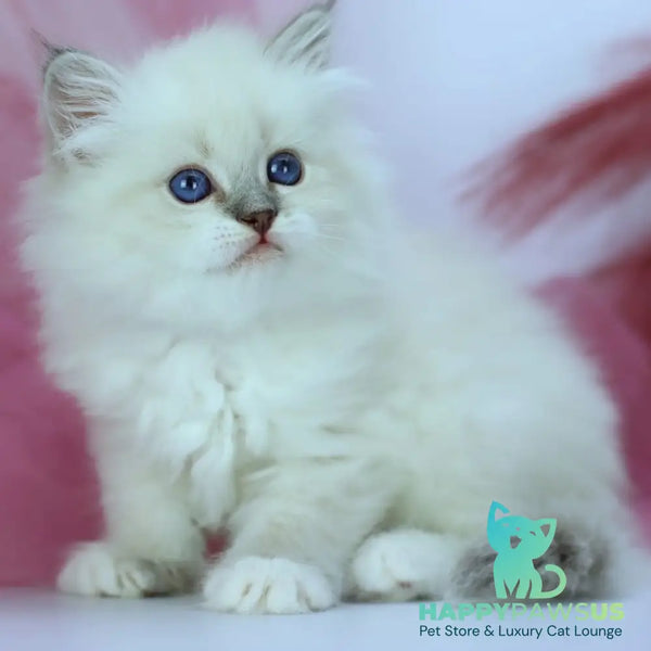 Hennessy Siberian male blue with white tabby pointed