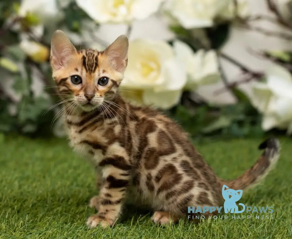Henny Bengal female black spotted tabby live animals