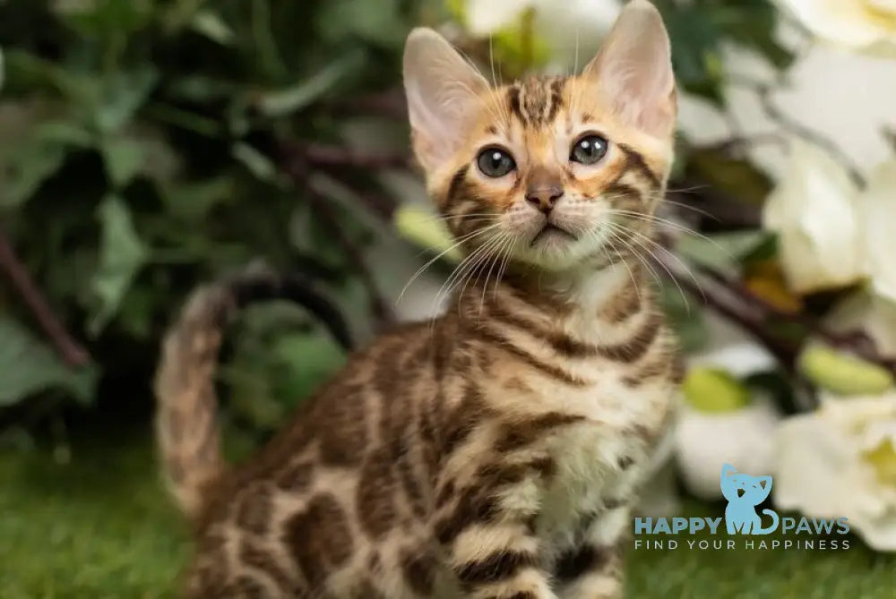 Henny Bengal female black spotted tabby live animals