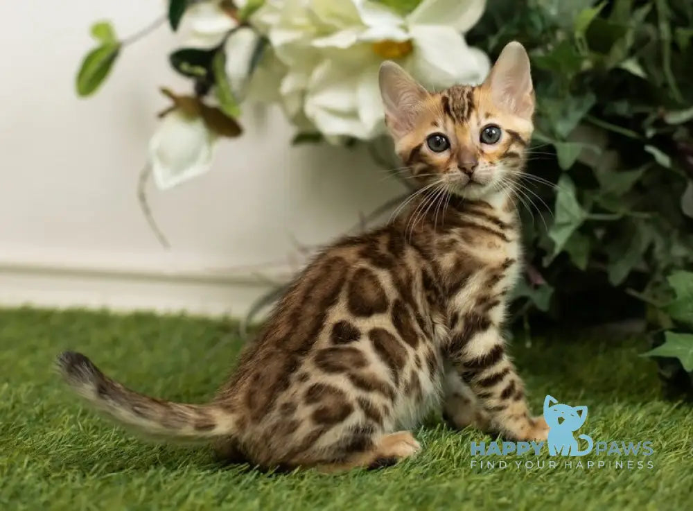 Henny Bengal female black spotted tabby live animals
