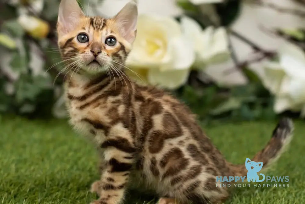 Henny Bengal female black spotted tabby live animals