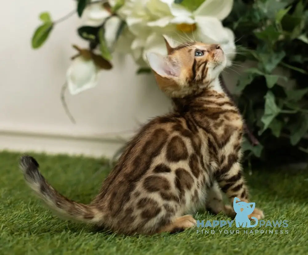 Henny Bengal female black spotted tabby live animals