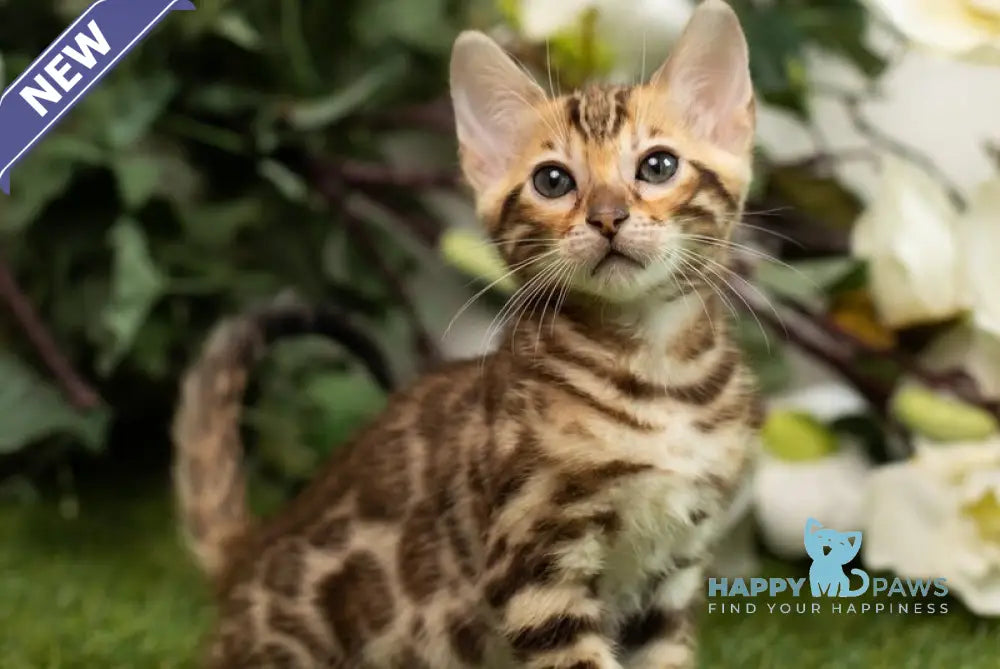 Henny Bengal female black spotted tabby live animals
