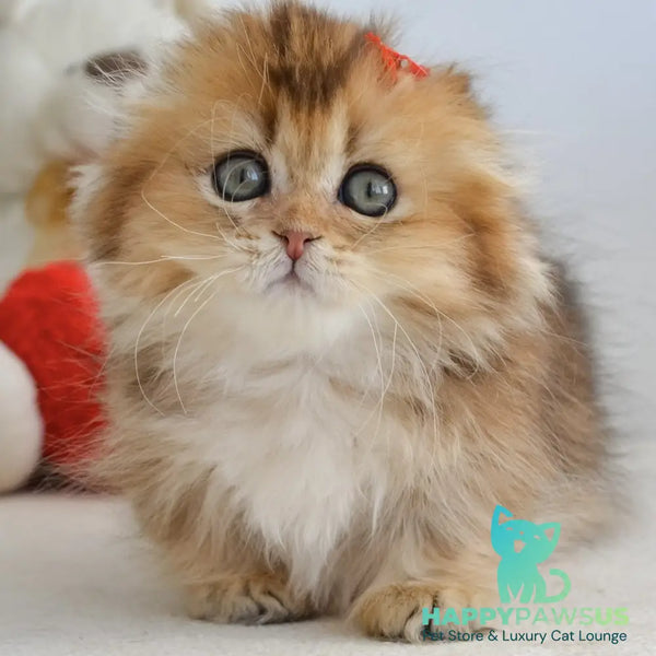 Henny Munchkin female black golden ticked tabby - live animals