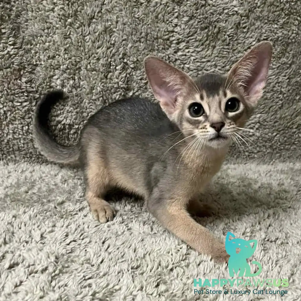 Henri Abyssinian male blue - live animals