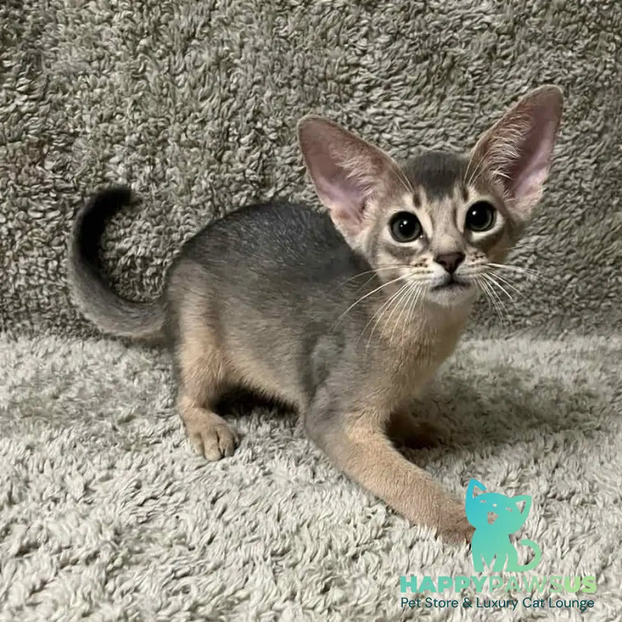 Henri Abyssinian male blue - live animals