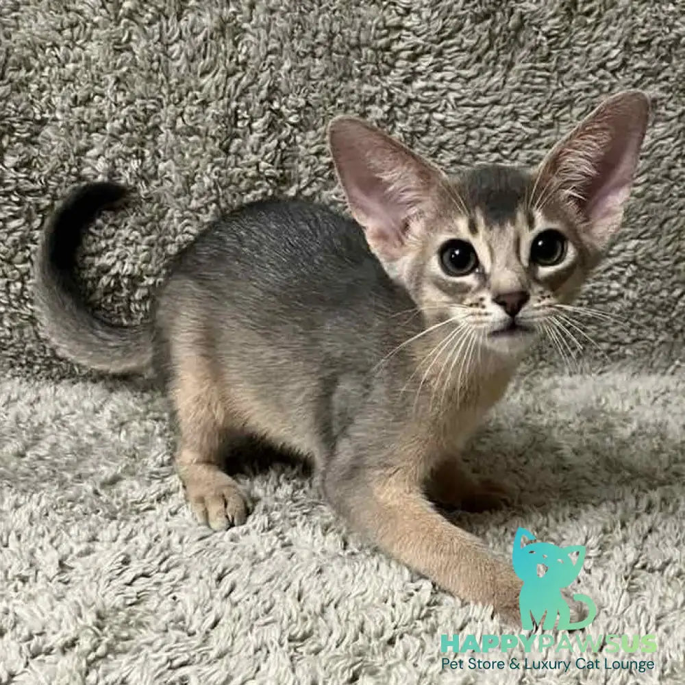Henri Abyssinian male blue - live animals